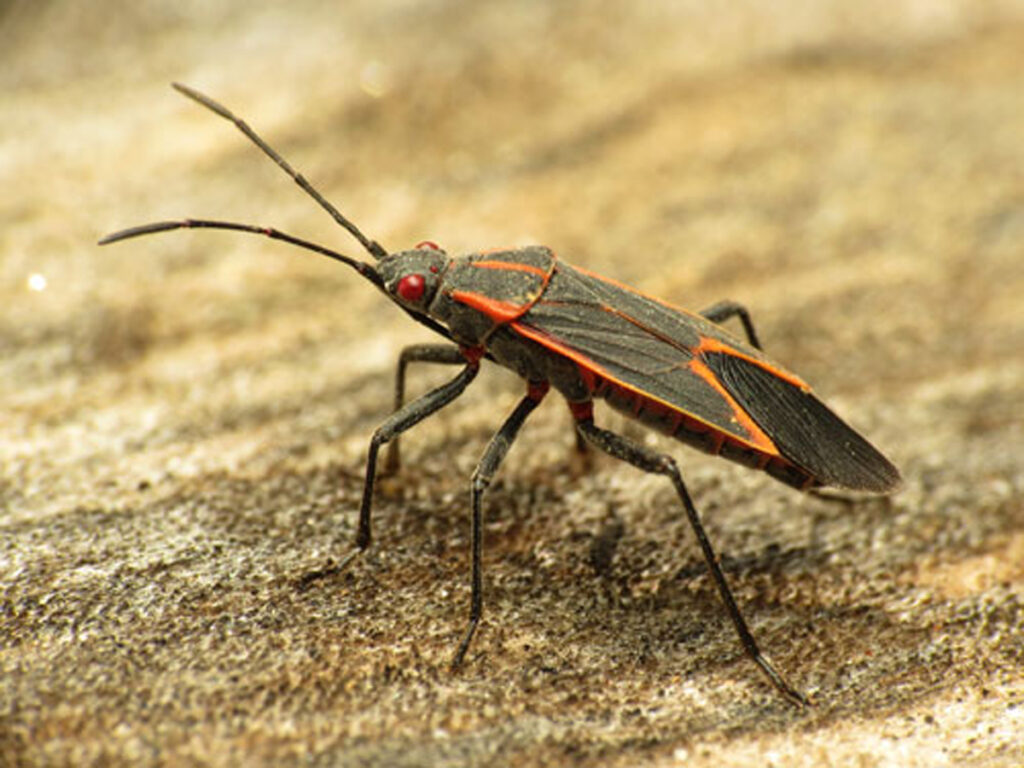 All About Boxelder Bugs: Behavior, Characteristics & Removal