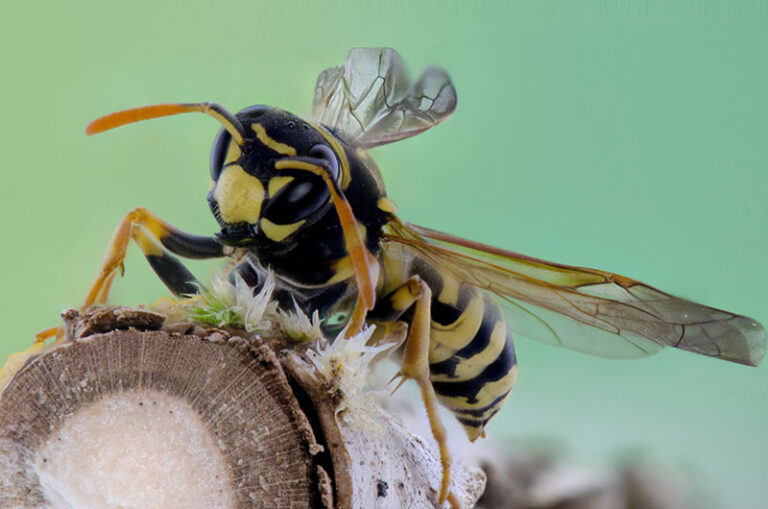 Wasps & Hornets: All About Their Behavior & Removal Methods