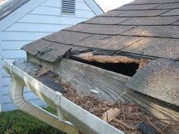 animals entering attic