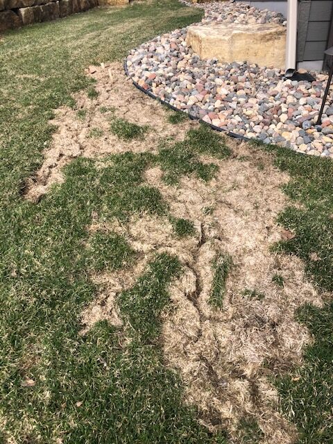 Vole damage in minnesota