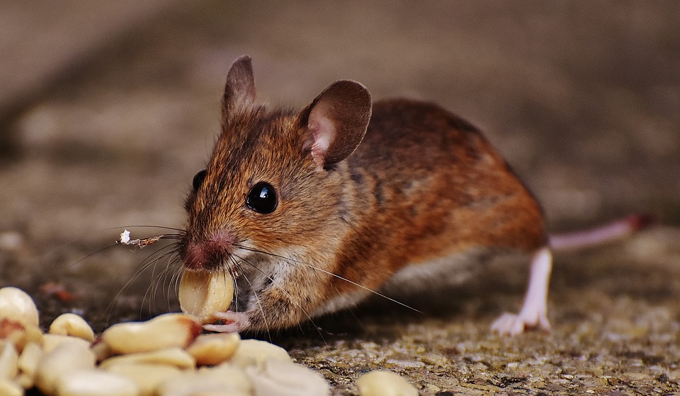 Rodent Dropping Cleanup Services In Twin Cities MN - Abra Kadabra