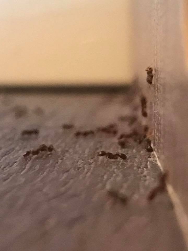 invading ants in home inspection