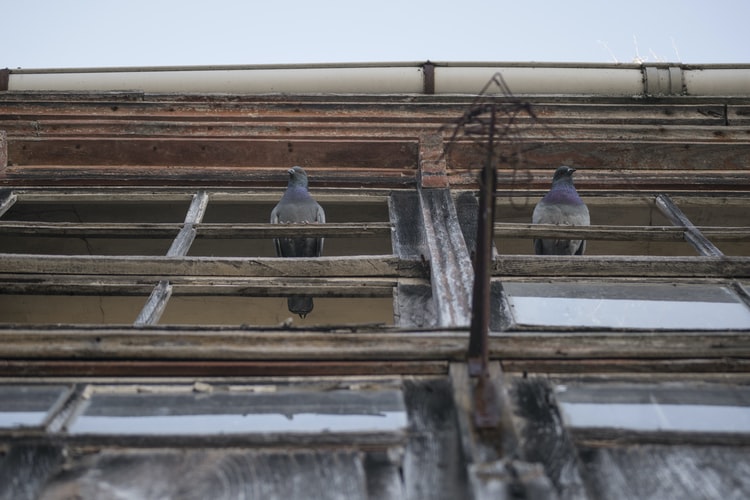 pigeon issues for commercial buildings