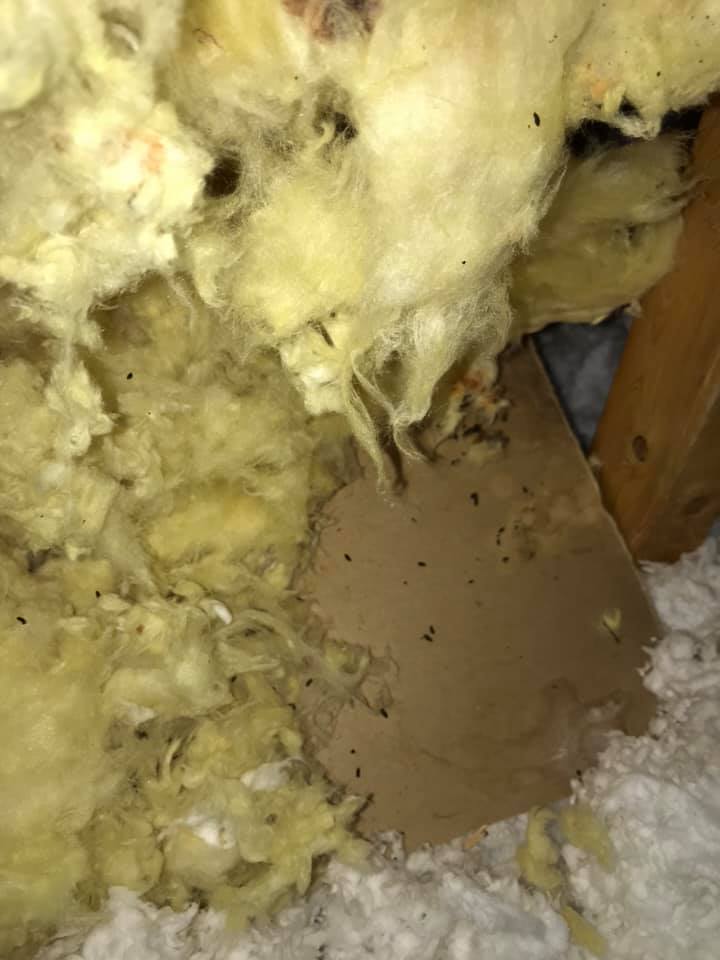 tunneled insulation due to mice in attic