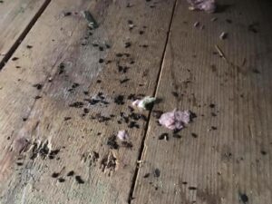 mice damage in homes