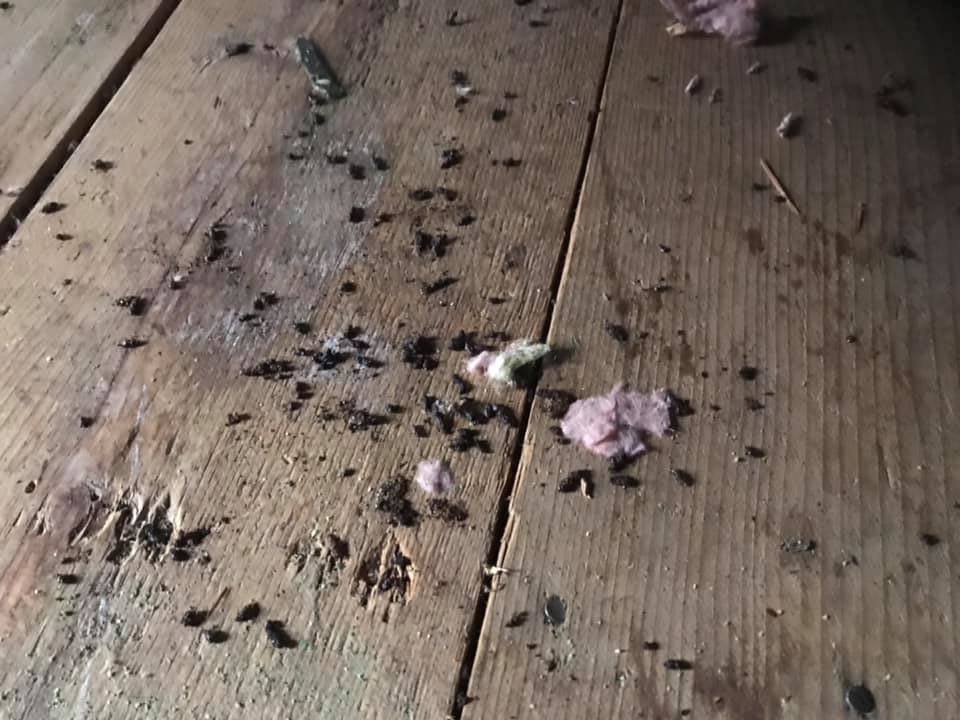 How to Kill Mice In the Attic