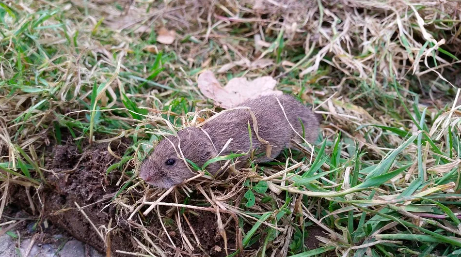 vole control in minnesota