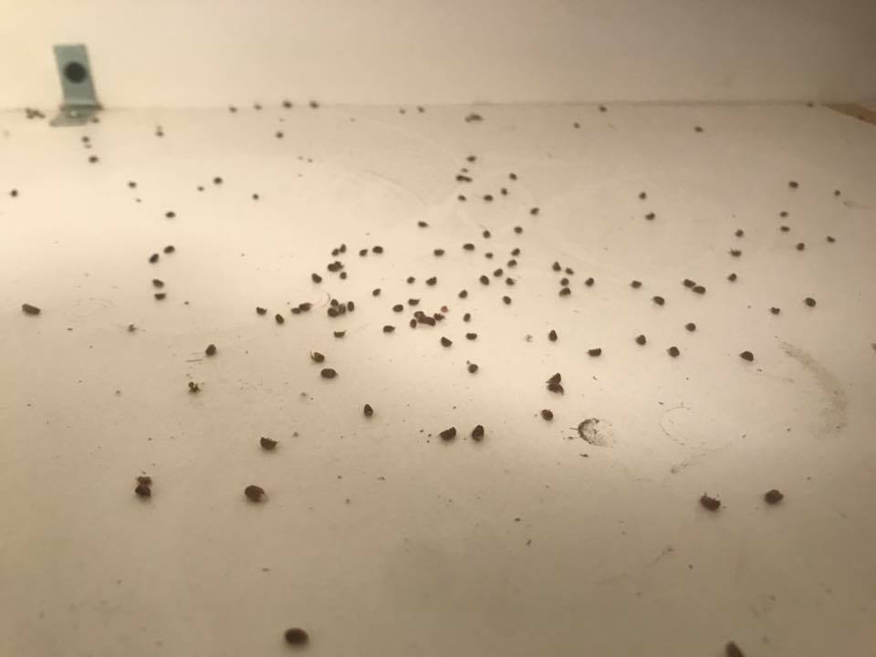 mouse droppings