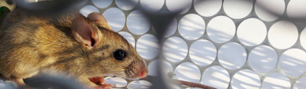 Mice control for empty winter homes