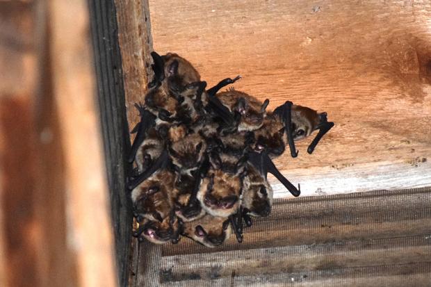 Riego paso lluvia There's A Bat In My House: How To Deal With A Bat Infestation