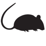 Mice