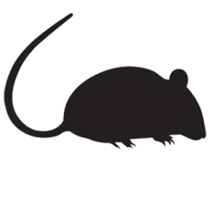 Mice