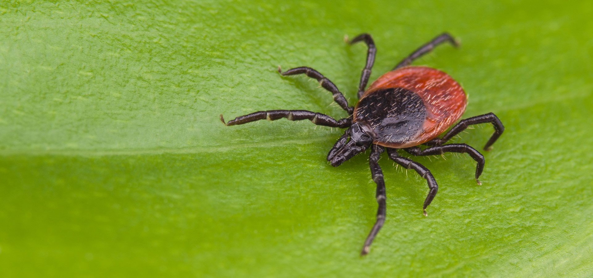 About Tick Biology In MN | Abra Kadabra Environmental Services