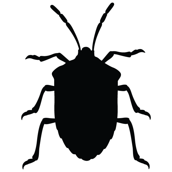 Asian Beetles