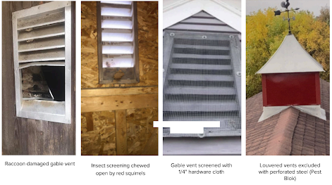 How Bat Removal Works (A Comprehensive Guide For Minnesota Property ...