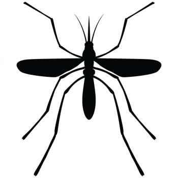 Mosquitoes